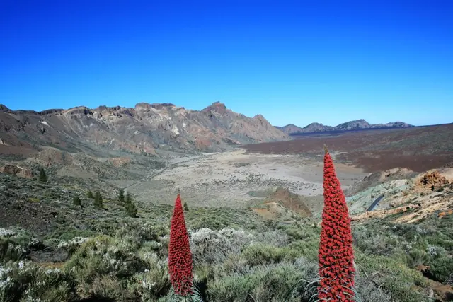 Tajinaste rojo, endemic plant of Tenerife
